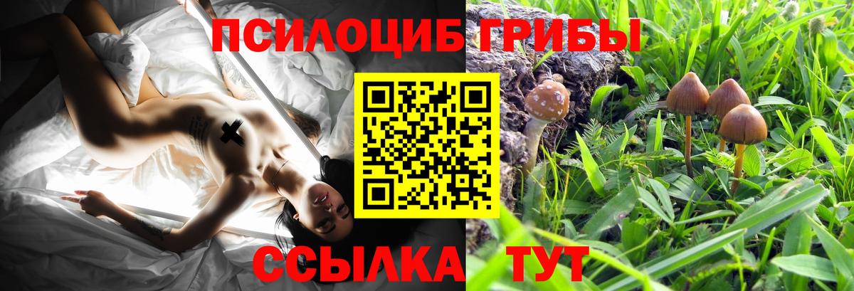 Псилоцибиновые грибы Psilocybe Кызыл